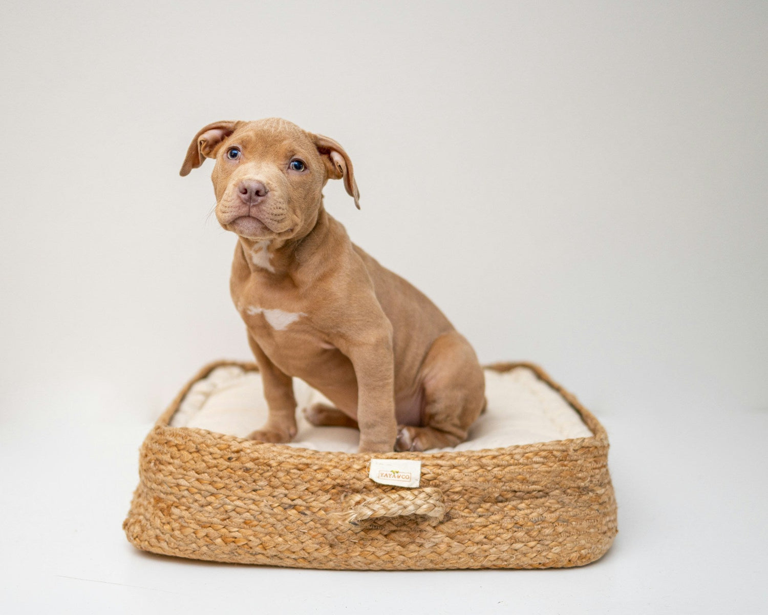 Dog Supplies